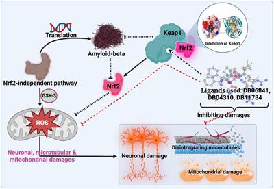 Recognizing novel drugs against Keap1 in Alzheimer’s disease using machine learning grounded computational studies